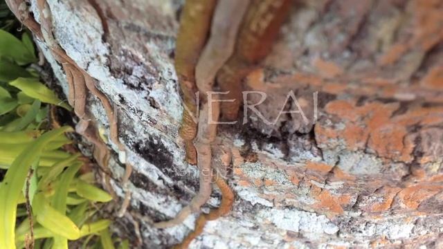 panerai intro смотреть онлайн