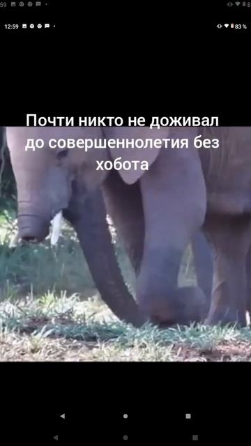 КРОКОДИЛ откусил ХОБОТ слонёнку смотреть онлайн
