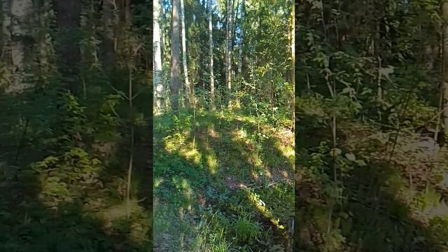 Павловск. Парк. смотреть онлайн