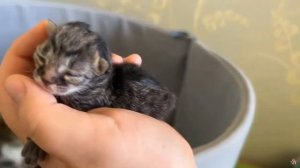 обзор на А ну-ка давай-ку ИСА РОДИЛА! ПЕРВЫЕ 24 ЧАСА ЖИЗНИ!