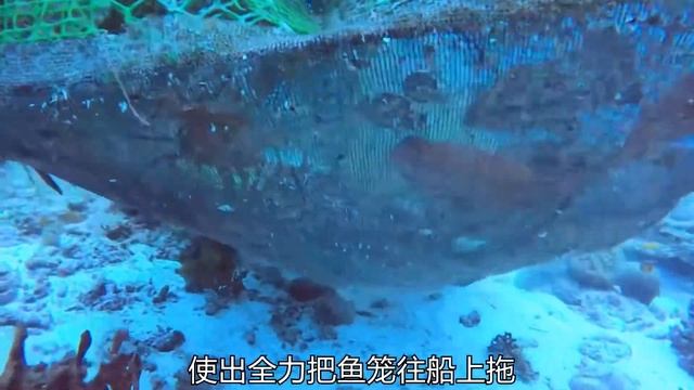 上万的好鱼做饵，他没疯 #潜水捕鱼 #自由潜渔猎 #猎天团 смотреть онлайн
