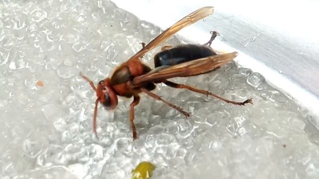 #wasp feeding смотреть онлайн