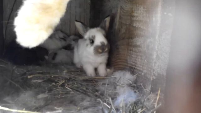 ОСМОТР ГНЕЗДА ПОСЛЕ ОКРОЛА. смотреть онлайн