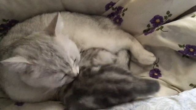 Мамина любовь 2 Муся и Тигр💗🐯😻 смотреть онлайн