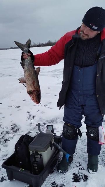 Толстолобик... смотреть онлайн