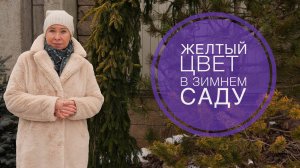 Желтый цвет в зимнем саду