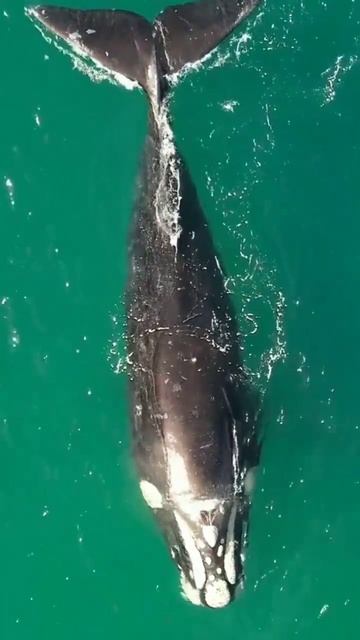 Biggest whale in the world weight|whale biggest in the world #animals #shorts #ocean #whale смотреть онлайн