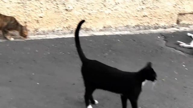 Animals Around Paphos Town. смотреть онлайн