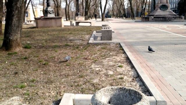 Птичка смотреть онлайн