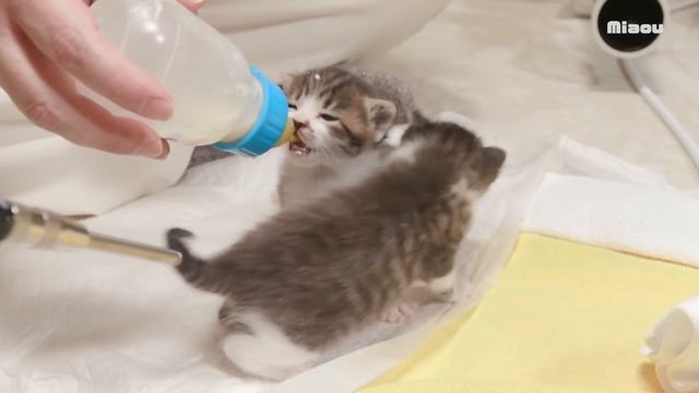 【保護子猫12日目】 おしっこしたい！子猫に言われたが気づけなかった　【瀬戸のりる＆ねる日記】 смотреть онлайн