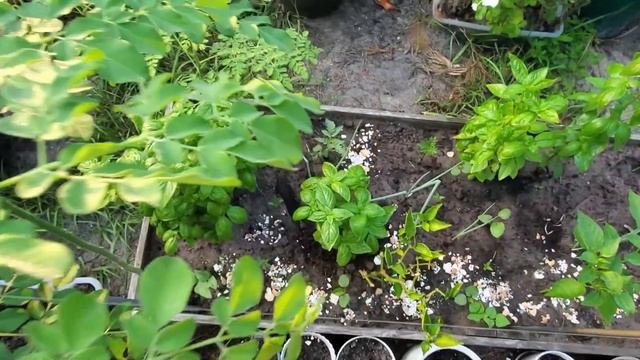How to deal with garden pests without chemicals - 5 Ways смотреть онлайн