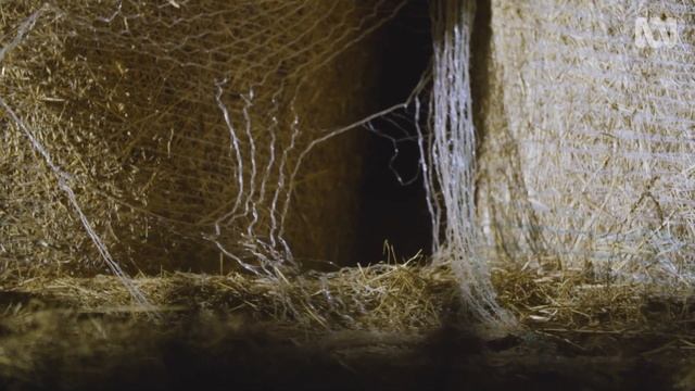 Unwanted guests at dinner time | Quoll Farm смотреть онлайн