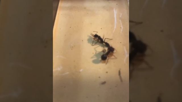 Pheidologeton Diversus Vs. Harpegnathos Venator