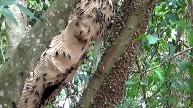 CABATATU MARIMBONDO-TATU (SYNOECA CYANEA) IRINA VESPA-TATU, VESPA-GUERREIRA, WARRIOR WASPS, DRUMMIN смотреть онлайн