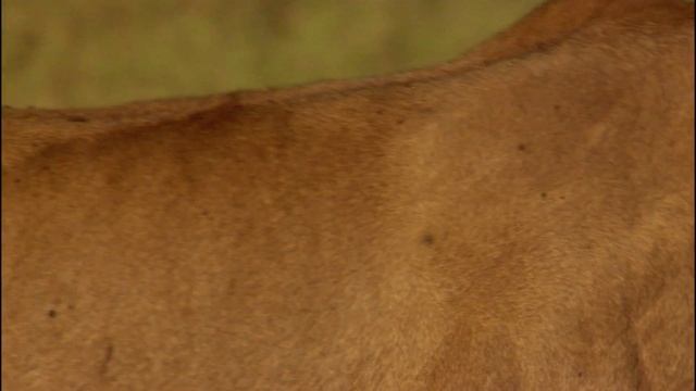 Last Lions Film Clip: Silver Eye vs Cubs смотреть онлайн