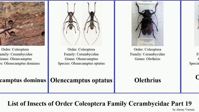 List of Insects of Order Coleoptera Family Cerambycidae Part 19 oncideres olenecamptus ochraethes смотреть онлайн