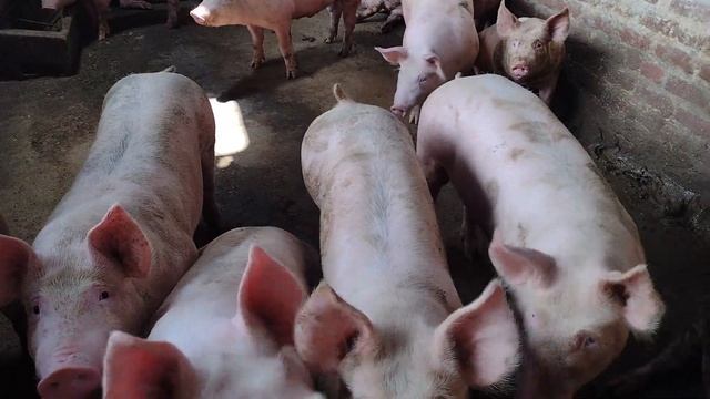 What a pig / dirty pig looks and sounds like 🐷 Як виглядае та звучить порося / грязна свиня смотреть онлайн