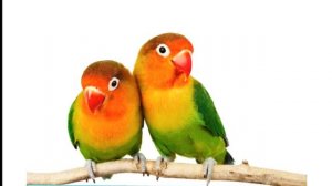 неразлучники