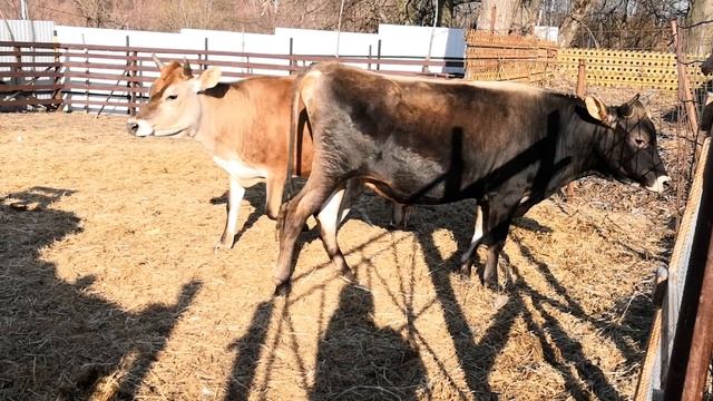 Наши Джерсийцы смотреть онлайн