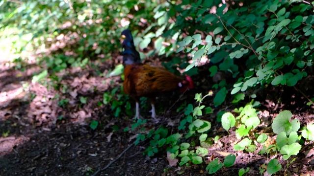 Утро с курами / Morning with chicken in 4k) смотреть онлайн
