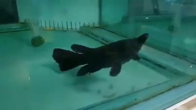Black Aligator Gar смотреть онлайн