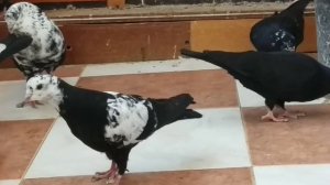 Голуби Бакинцы.Баку 04.07.2021