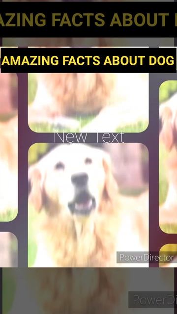 AMAZING FACTS ABOUT DOG #shortsvideo #youtubeshorts #shorts #ytshorts #dog #doglover смотреть онлайн