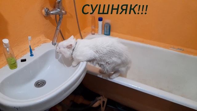 Сушняк!!!#видео#funny #самсон #котики #animal #пьют #вода #сушняк #жиза #кот#сat #shorts смотреть онлайн