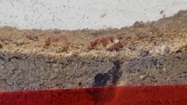 Pogonomyrmex californicus foraging смотреть онлайн