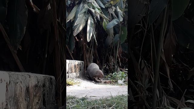 A mongoose very hangry & very close of hidden camera смотреть онлайн