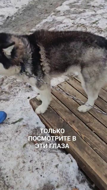 #собака #собаки #кошка #кошки #хаски #пёс #щенок #котёнок #кот #домашниеживотные #любовь #милота смотреть онлайн