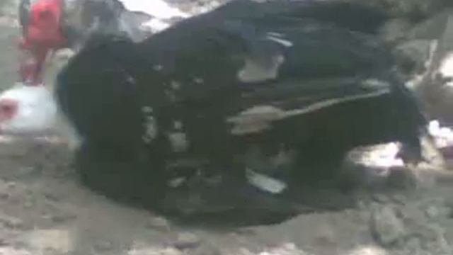 сергокалинские утки mp4 смотреть онлайн