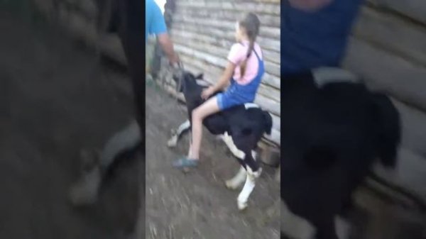 Катания на телёнке.