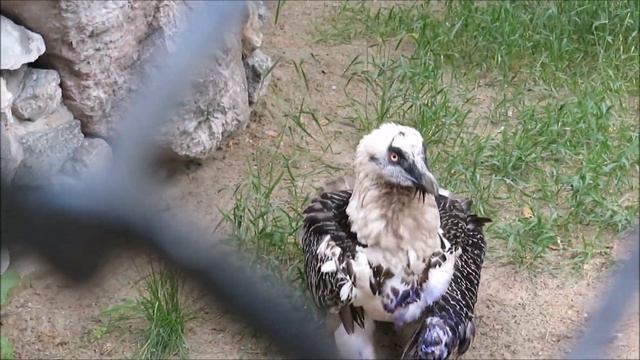 Бородач хотел взлететь на камни, но не получилось 30.06.2022 смотреть онлайн