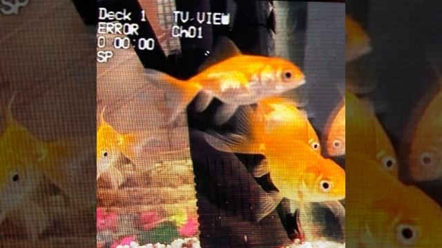 Aquatic Nostalgia смотреть онлайн