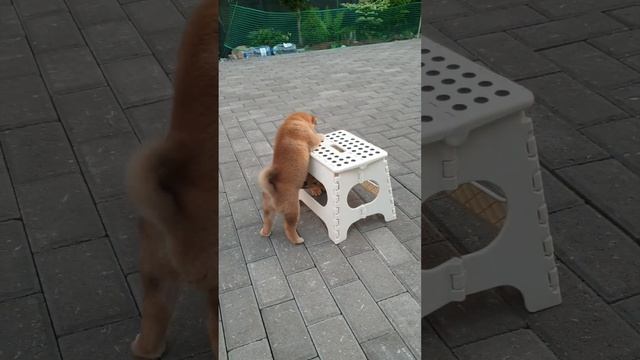 Сиба бэби растут быстро и на них можно смотреть вечно❤ смотреть онлайн