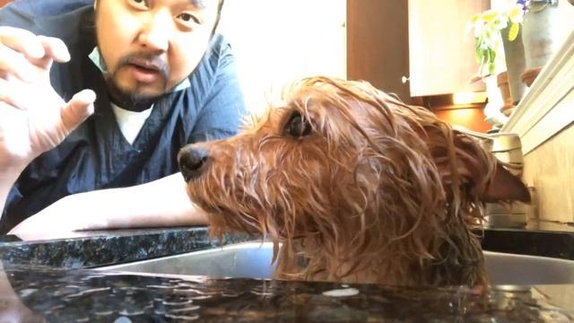 Why Yorkie’s Tend to Itch & Have Bad Skin смотреть онлайн