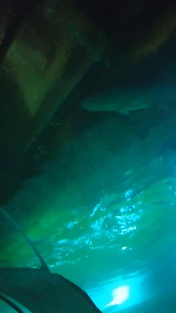 Ekaterinburg Oceanarium смотреть онлайн