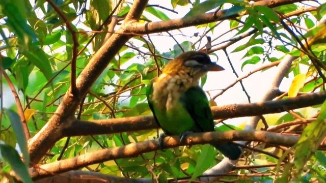 Lineated barbet /Psilopogon lineatus / Asian barbet смотреть онлайн