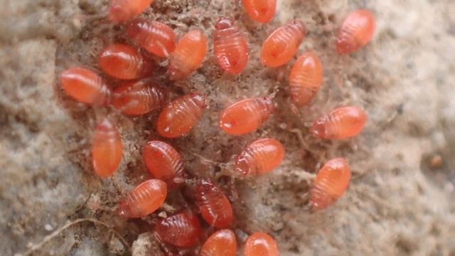 クロホシカメムシ？の幼虫の集団　Phyrrhocoris sinuaticollis　（黒星亀虫） смотреть онлайн