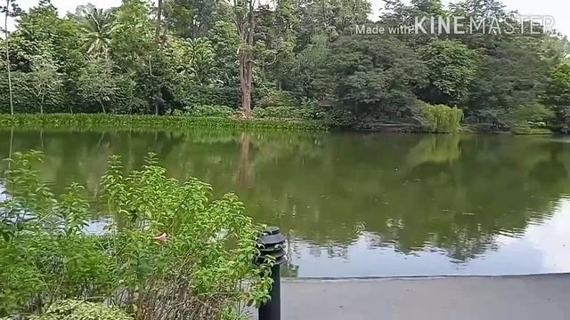SINGAPORE BOTANIC GARDENS | Viola M смотреть онлайн