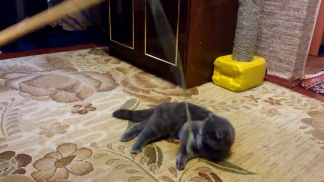 Ленивый кот даже играется лежа. Кот улет. смотреть онлайн