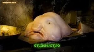 15 САМЫХ УСТРАШАЮЩИХ ГЛУБОКОВОДНЫХ СУЩЕСТВ.