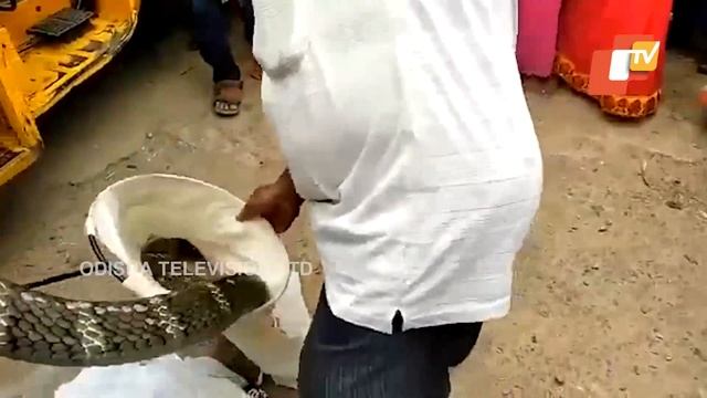 18-ft King Cobra rescued in Rayagada смотреть онлайн