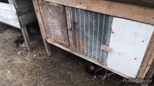 Кролики. Вес в 1 месяц. Урожай картошки смотреть онлайн