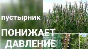 Сильнее Валерьянки в 3,4 раза. Пустырник.