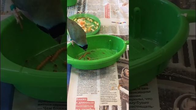 А.Гульда клюёт червей. смотреть онлайн