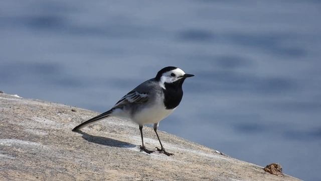 Поёт белая трясогузка Motacilla alba 01.06.2024 смотреть онлайн