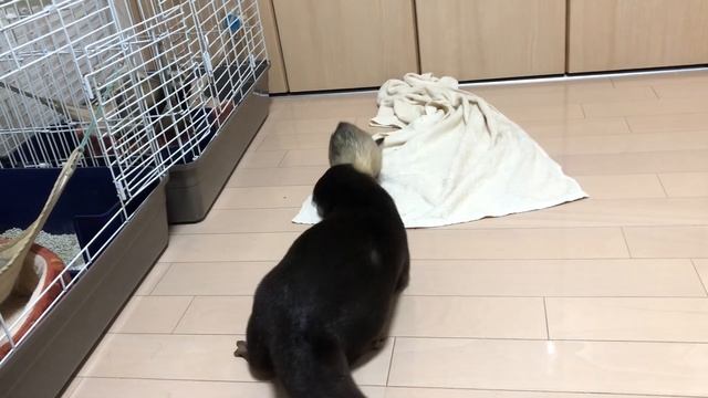 フェレットに噛まれるカワウソ Otter bitten by ferret смотреть онлайн