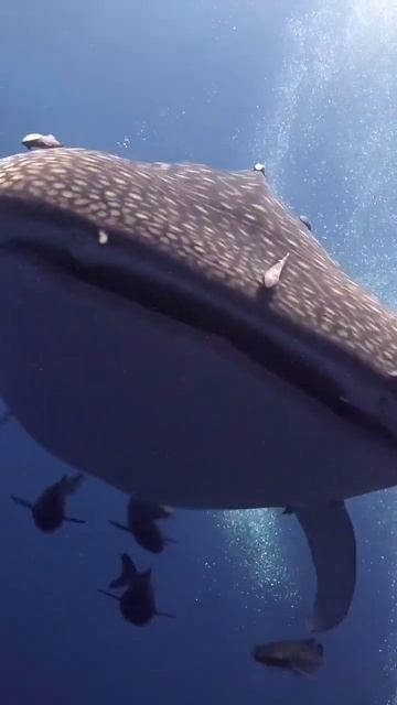 a whale fish is moving with our small child #addsubscribe смотреть онлайн